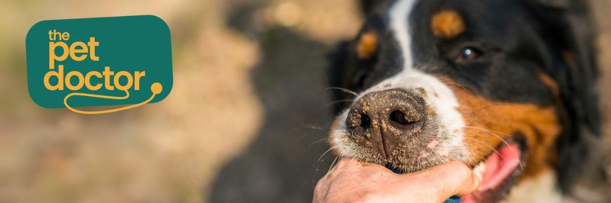 Welke snacks kies ik voor mijn hond met spijsverteringsproblemen?