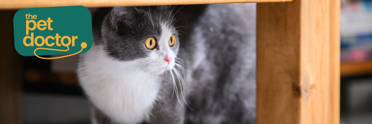 Supplementen voor je kat met artrose