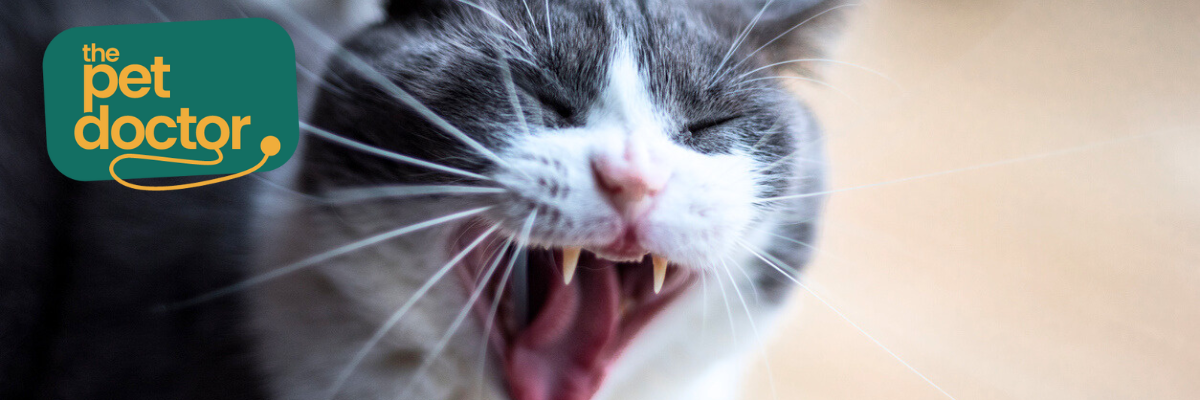 Supplementen voor je kat met last van de spijsvertering