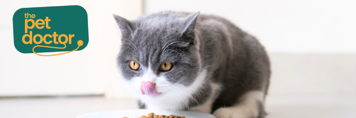 Natvoer bij spijsverteringsprobleem kat