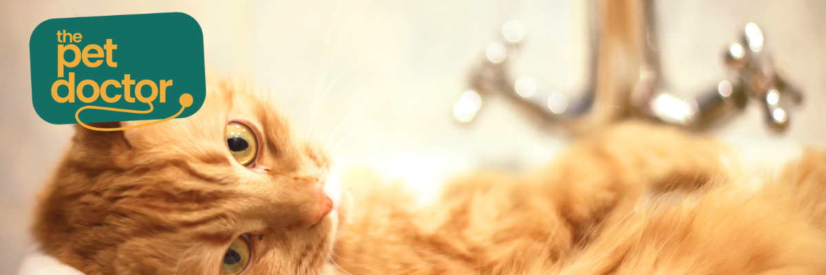 Moet ik mijn kat wassen als ze last heeft van jeuk?
