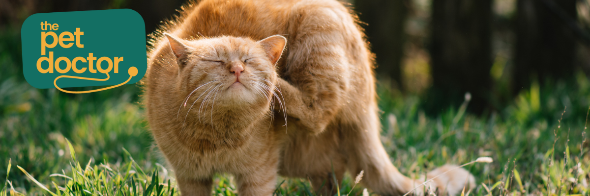 Kunnen supplementen helpen bij de allergie van mijn kat?