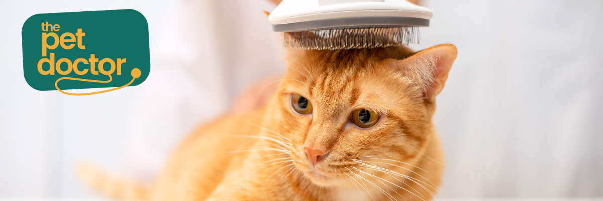 Heeft je kat een gevoelige huid? 3 tips voor pijnvrije vachtverzorging