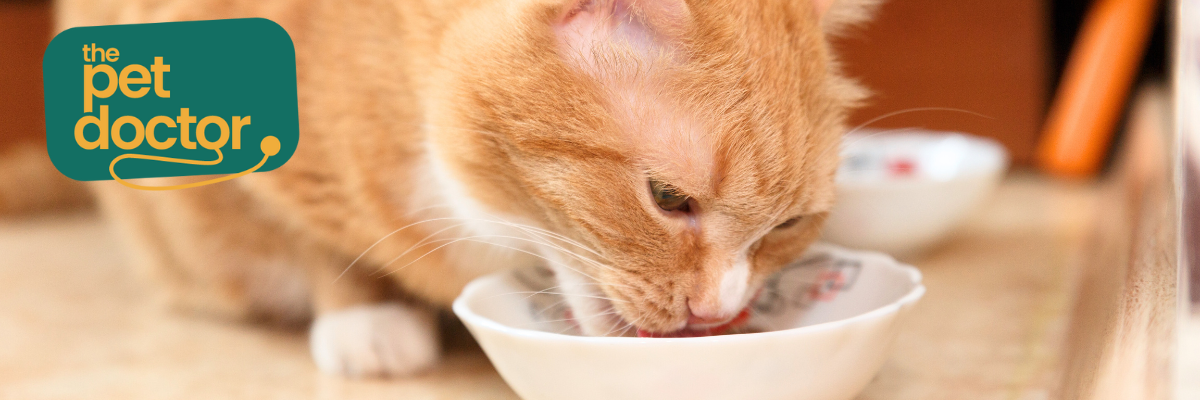 Is natvoer een goede keuze als mijn kat een allergie heeft?
