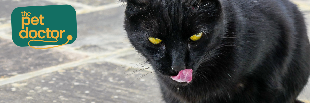 Supplementen voor je kat met artrose