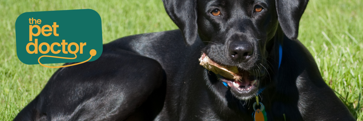 Welke snacks geef ik aan mijn hond met urinewegproblemen?