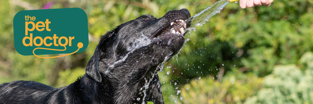 Hoe zorg ik ervoor dat mijn hond voldoende drinkt?