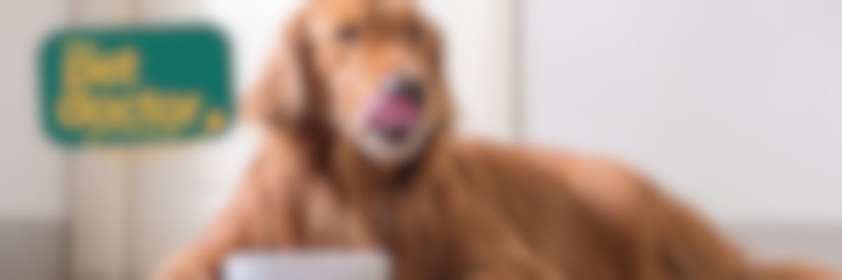 Kan mijn hond ook natvoer eten bij zijn hypoallergene voeding?
