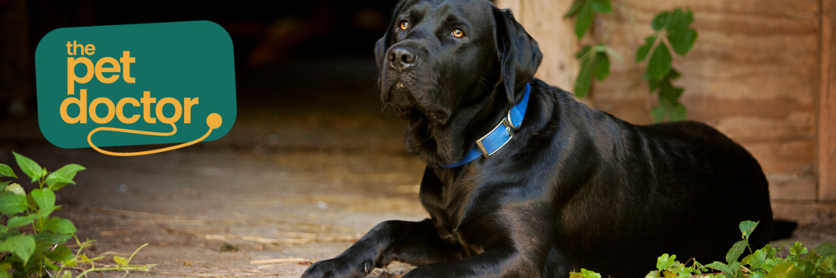 Hoe terugkerend blaasprobleem bij hond voorkomen  