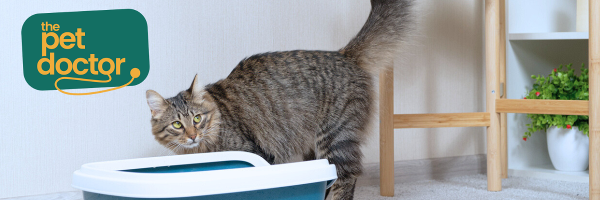 Zijn er supplementen die mijn kat helpen bij blaasproblemen?