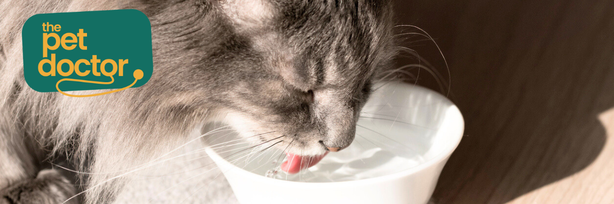 Help je kat meer water te drinken om blaasgruis te voorkomen