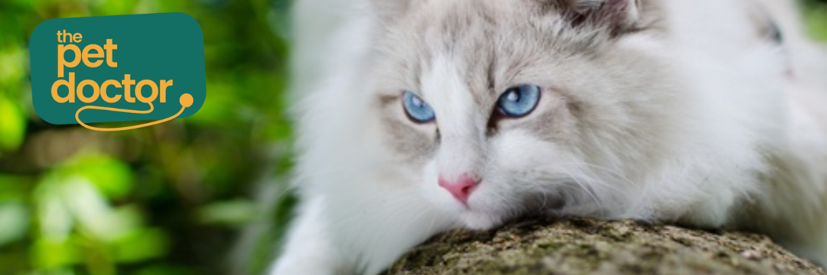 Hoe krijg je je kat met overgewicht in beweging?
