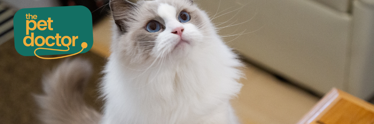 Is het nodig om de gewrichten van mijn kat te beschermen bij overgewicht?