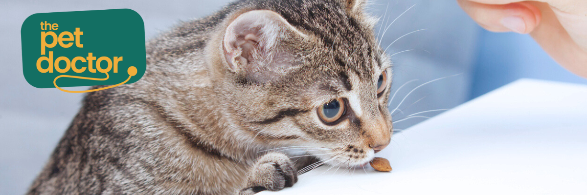 Gezonde snacks voor je kat na sterilisatie