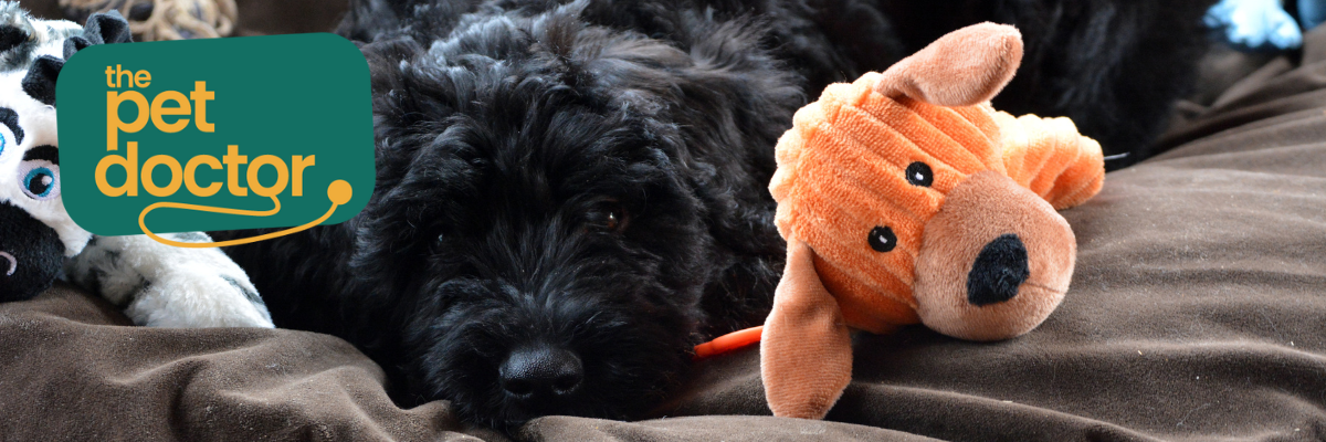 zwart hondje veilig aan het spelen met zijn knuffels 