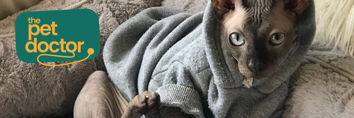 Hoe kan ik mijn kat veilig verwennen?