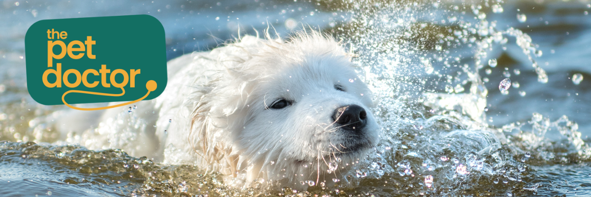 hond wassen, hoe en hoe vaak