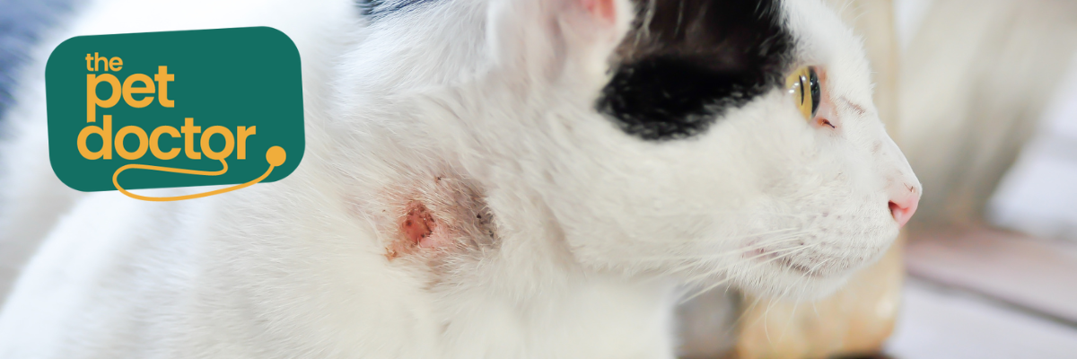 Comment soigner une plaie de morsure chez mon chat ?