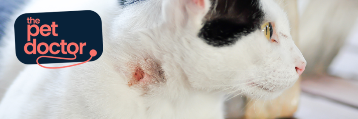 Quelle hygiène dermatologique pour mon chien ou mon chat ? - Le