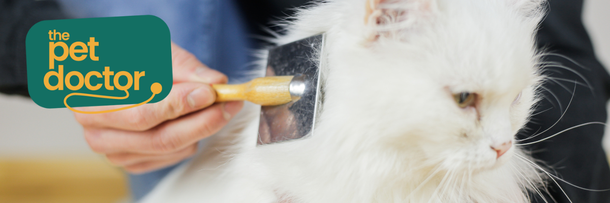 Des nœuds dans le pelage de votre chat ? Découvrez comment les enlever et les éviter.