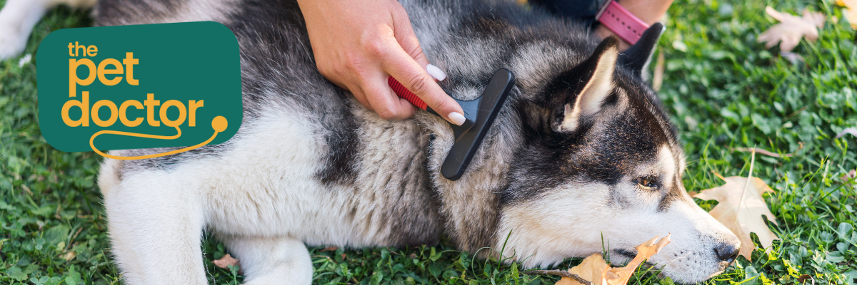 vachtverzorging hond