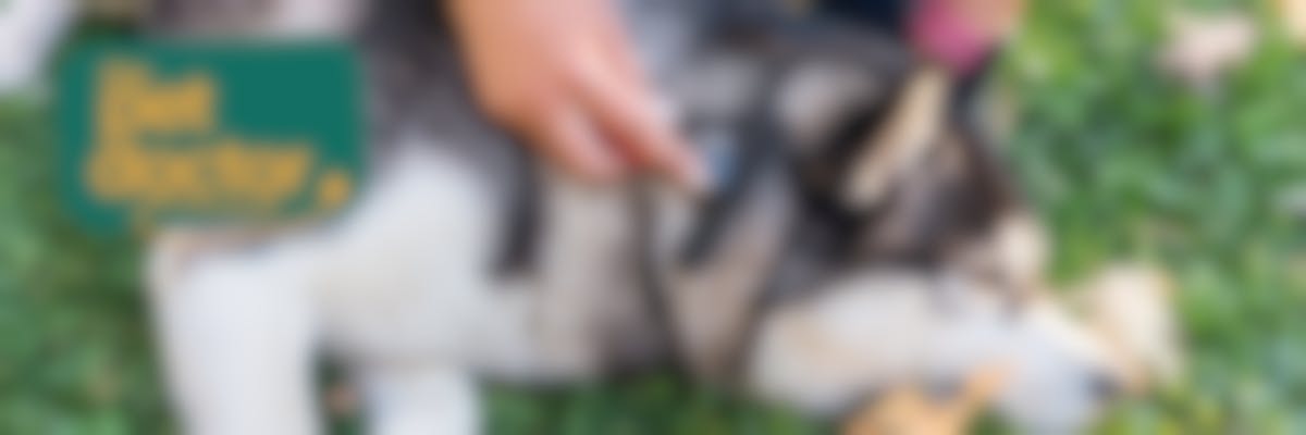 Mon chien perd ses poils par touffes, que puis-je faire ?