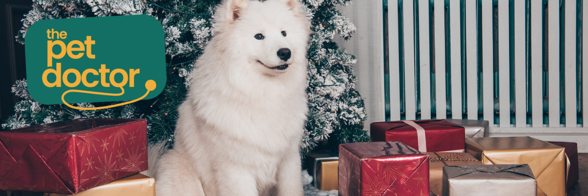 Hoe kies ik een leuk cadeau voor mijn hond?