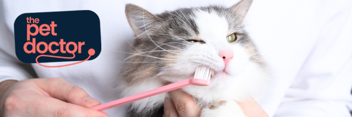 Brosser les dents de votre chat