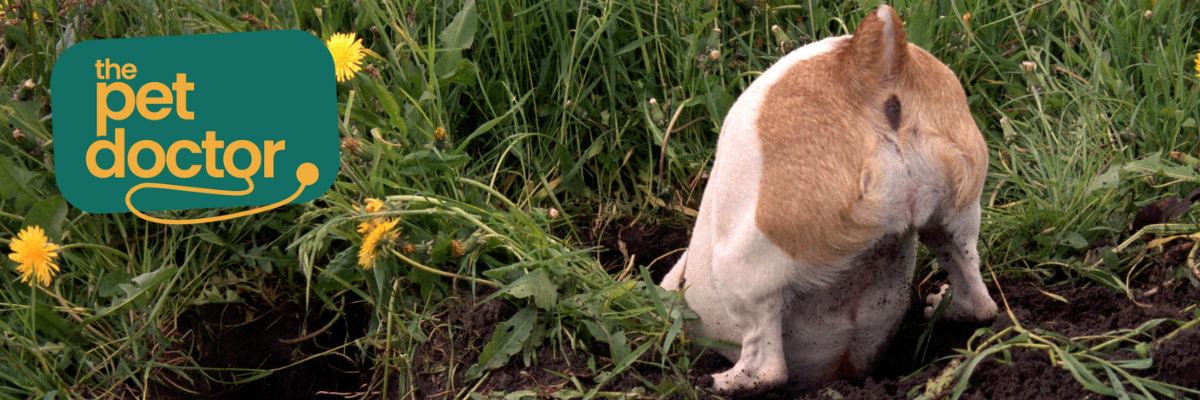 Mijn hond heeft zichzelf verwond, wat kan ik doen?