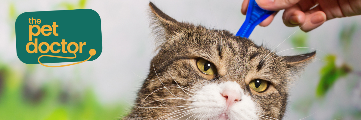 Welk product tegen vlooien moet ik kiezen voor mijn kat?