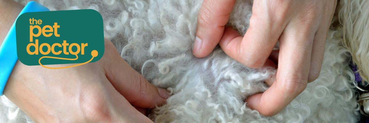 Producten tegen vlooien, hoe maak ik de juiste keuze voor mijn hond?