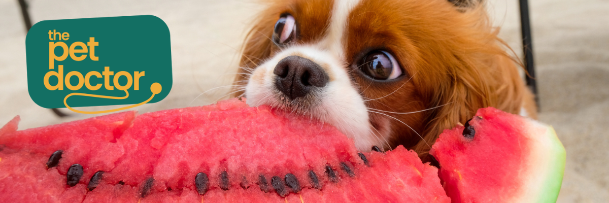 Mag mijn hond groenten en fruit eten?