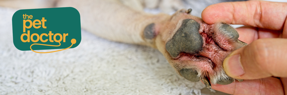 Hoe voorkom ik infectie tussen de tenen van mijn hond tijdens natte dagen?