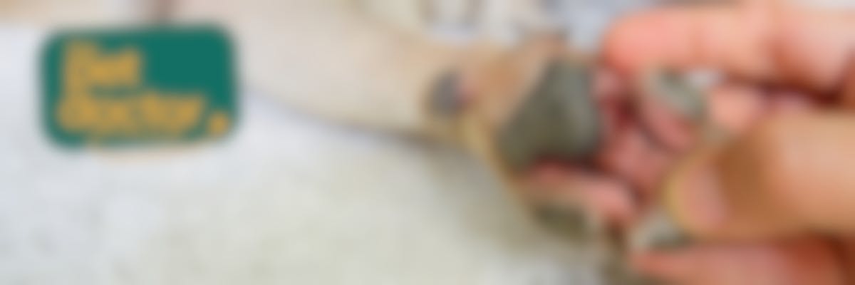 Hoe voorkom ik infectie tussen de tenen van mijn hond tijdens natte dagen? 