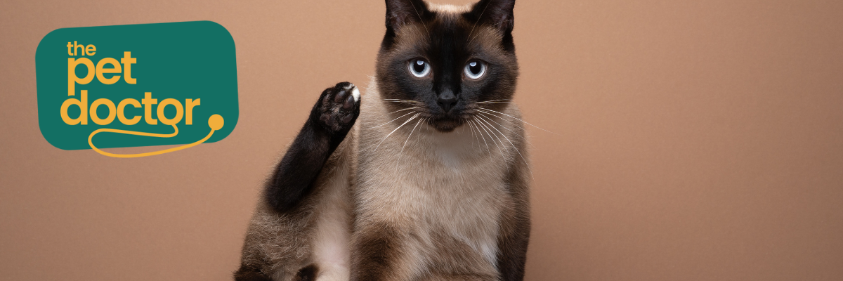 Moet ik mijn kat graanvrije voeding geven?