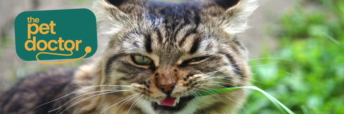 Mijn kat eet gras uit de tuin, moet ik kattengras kopen?