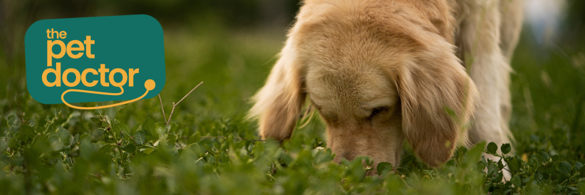 Mijn hond eet gras, is dat normaal?