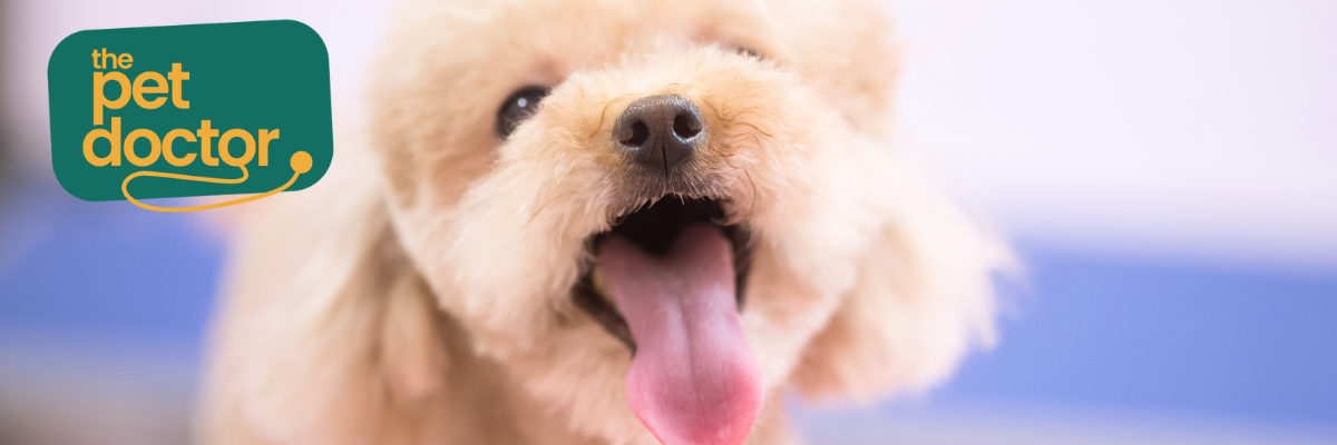 Dental snacks voor je hond