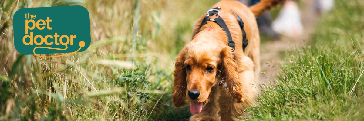 Bescherm de gewrichten van je hond