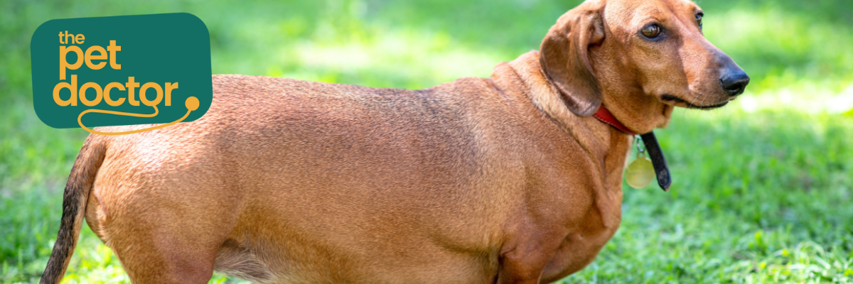 Overgewicht bij je hond