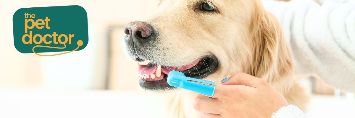 Mijn hond zijn tanden poetsen, is dat nodig?