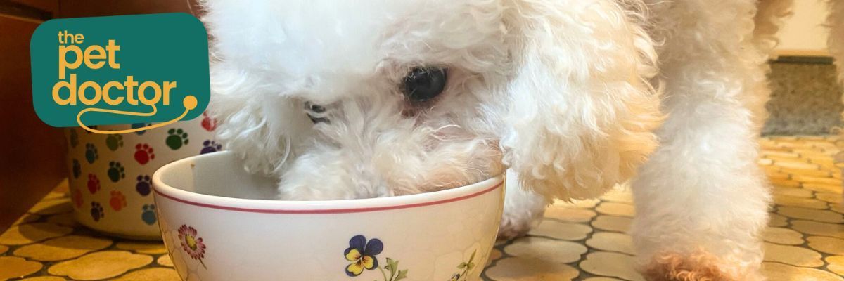 Voedingsadvies honden