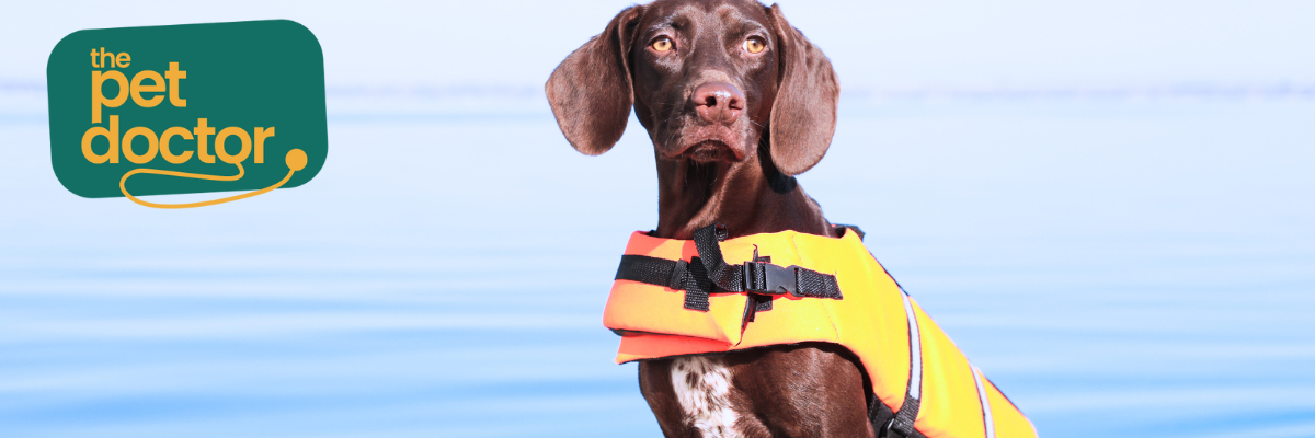 Veilig zwemmen met je hond