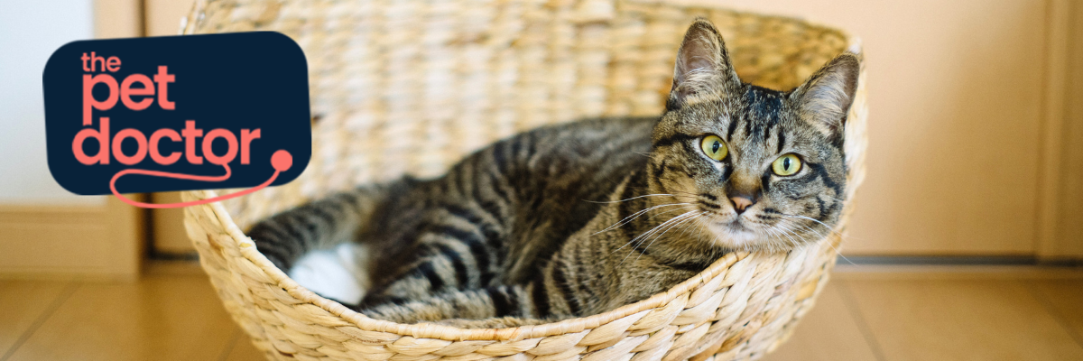 Des articulations saines pour votre chat
