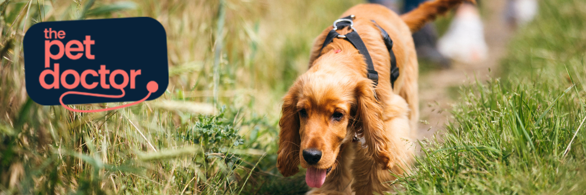 La douleur articulaire chez votre chien