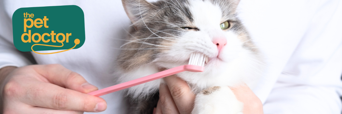 De tanden van je kat poetsen