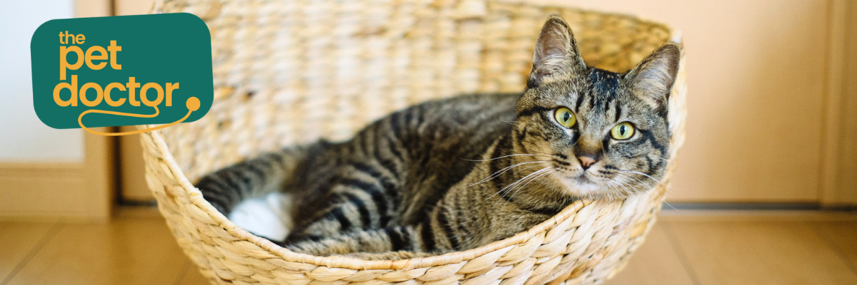 Bescherm de gewrichten van je kat