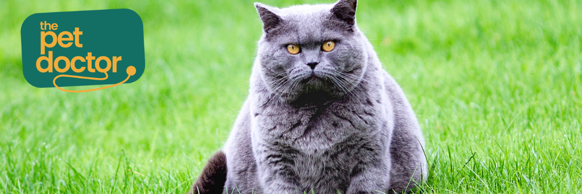 Overgewicht bij je kat