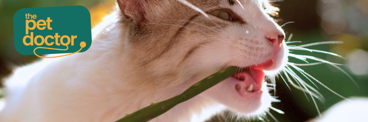Veilige planten voor je kat