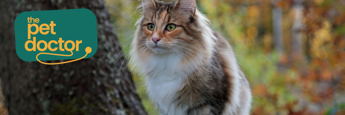 Kan ik mijn kat veilig op pad laten gaan als het koud is?